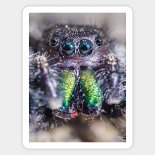 Little Hairy Face. Jumping Spider Macro Photograph Magnet